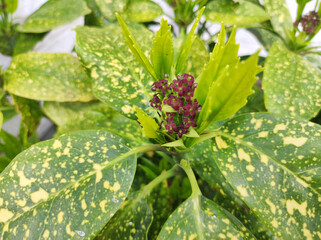 blooming golden aucuba plant close up