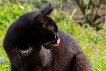 Close-up of a black cat licking its lips after eating on the green grass on a sunny summer day
