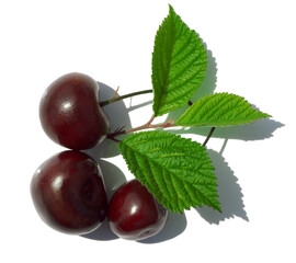 Three ripe cherries with leaves isolated on a white background with a shadow.