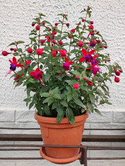 blooming pink fuchsia plant in the flower pot