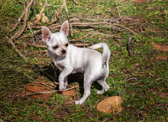 Naklejka na ściany i meble The white Chihuahua puppy, the smallest breed of dog named for the Mexican state, is attentive in the field.
