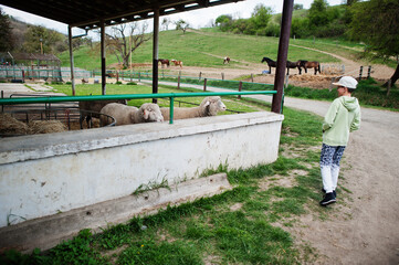 Boy on an animal eco farm look at sheep.