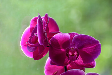 Pink orchid petals on a blurred green background close-up