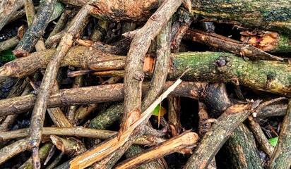 Cutted teak branches. Tectona grandis plant.