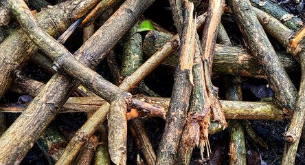 Cutted teak branches. Tectona grandis plant.