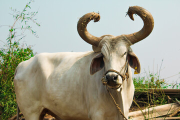White beautiful indian ox looking camera with selective focus,bulls rural village gujarat, India,