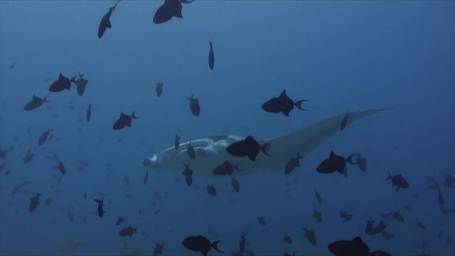Manta Ray swimming through a shoal of red-tooth triggerfish on coral reef in the Maldives