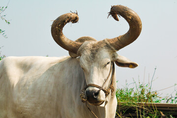 close up view of indian bull or ox,old ox in resting in farm,bulls rural village gujarat,Indian ox...