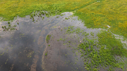 Flooded meadows some white stork