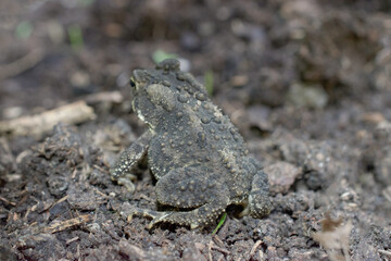 A small toad blends in perfectly with the environment around it.  Toad is almost invisible in our garden in Windsor in Upstate NY.