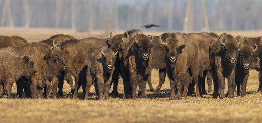 Obraz premium European bison grazing in sunny day