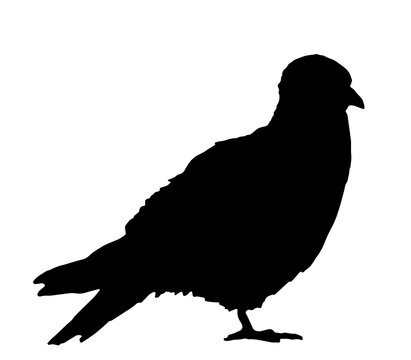 dove pigeon bird, silhouette black on white