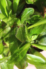 Hieracium aurantiacum jastrzębiec pomarańczowy