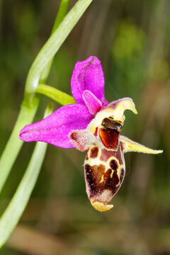 Ophrys scolopax, known as the woodcock bee-orchid or woodcock orchid