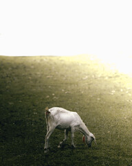 Fototapeta premium white goat in the field