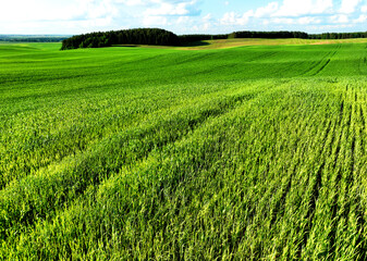 Field with young green wheat. Green grass in the field. Grassland plantation. Green wheat or corn agriculture field. Wheat planting field. Farmland landscape. Grass background, texture.