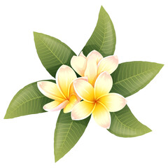 Plumeria flowers on an isolated background. Vector tropical illustration of frangipani flowers. exotic plants