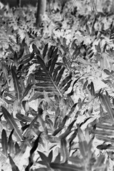 Leafy tropical plants in a black and white illustration.