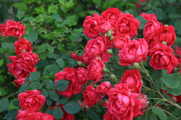 Red rose in garden