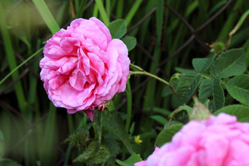 Pink rose in garden