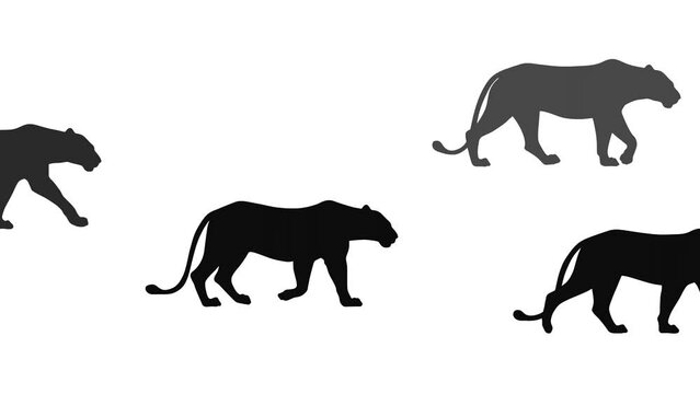 Walking lions, animation on the white background (seamless loop)