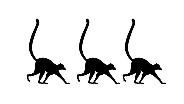 Three walking lemurs, animation on the white background (seamless loop)