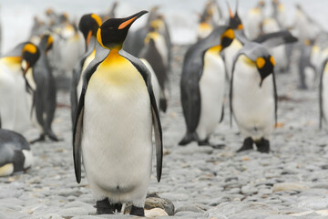 King Penguin (aptenodytes patagonicus) standing in front of a colony of King penguins on South Georgia Island in the Southern Ocean. Rain droplets form on his chest feathers.