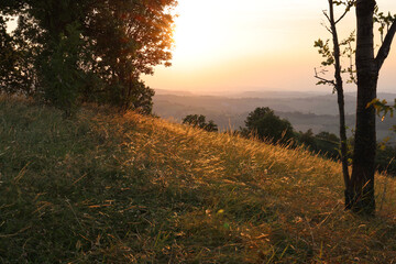 Fototapeta na wymiar Vista in controluce: campo d’erba dorato, al tramonto, sulle colline modenesi