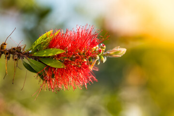 Red bottlebrush flower. Bottlebrush or Little John - Dwarf Callistemon. Selective focus, blurry background, space for text