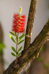 Red bottlebrush flower. Bottlebrush or Little John - Dwarf Callistemon. Selective focus, blurry background, space for text