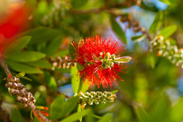 Bottle Brush Tree. Bottlebrush buds