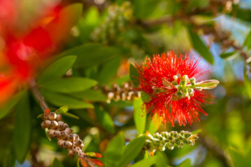 Bottle Brush Tree. Bottlebrush buds