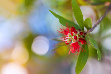 Red bottlebrush flower. Bottlebrush or Little John - Dwarf Callistemon. Selective focus, blurry background, close up