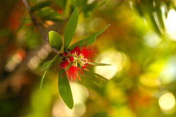 Red bottlebrush flower. Bottlebrush or Little John - Dwarf Callistemon. Selective focus, blurry background, close up
