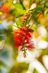 Red bottlebrush flower. Bottlebrush or Little John - Dwarf Callistemon. Selective focus, blurry background, space for text