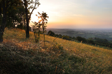 Vista in controluce: campo d’erba dorato, al tramonto, sulle colline modenesi