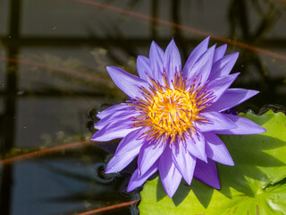 lotus flower in the pond