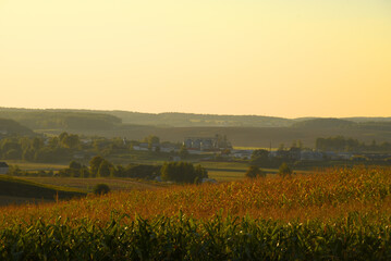 Corn field at farm. Agricultural corn field on sunset. Corn markets react in crisis world’s...