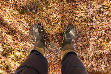Boots in swamp in the forest. Rain footwear for men or woman. Wellington boots for huntrer or...