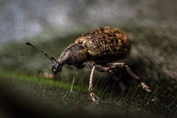 Curculionidae beetle crawling on a pubescent green leaf