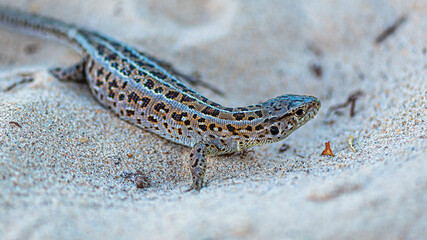 A spotted gray lizard crawls along the sand of the river bank