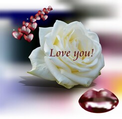 Valentine illustration, love greeting, white rose and kisses