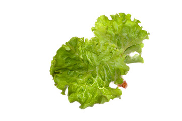 green salad isolated on white background