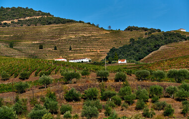 Fototapeta na wymiar Port wine vineyard terrace on the hills in the Douro Valley near Pinhao, Portugal