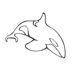 Killer whale. Hand drawn illustration converted to vector.