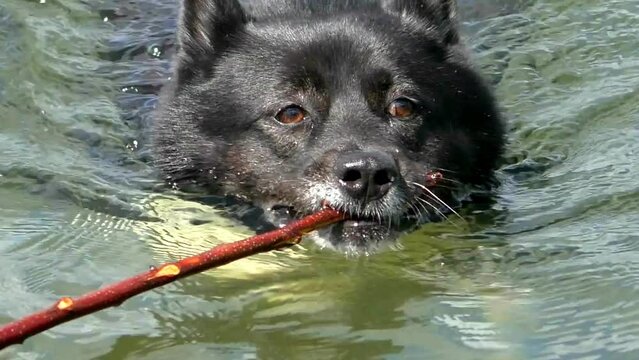Dog is swimming in the water with a stick in his teeth. An old dog in need of physical activity and positive walks in nature.