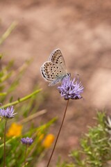 Lycaeides or Plebejus villai butterfly sitting on sheep's-bit (jasione montana) blossom seen on butterfly sanctuary trail (santuario delle farfalle), Elba island, Italy