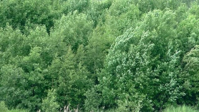 The wind bends the trees. Bad windy weather of nature before a hurricane.