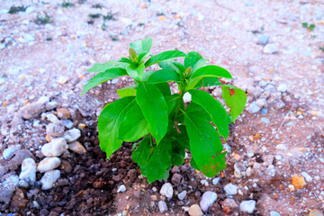 Planting a sapling in  soil, a  young plant of  Avocado(Persea americana, Persea). The branches and leaves are green and growing. 