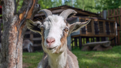 Head of a piebal horned goat in the pasture. Animal nose close-up, selective focus. Goat looking at the camera.